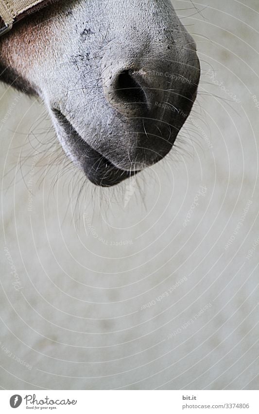 Maul eines Pferdes als Detailaufnahme mit Tasthaaren, und Halfter vor grauer Wand vom Pferdestall, auf einem Bauernhof. Pony Tier Tierliebe Tierporträt