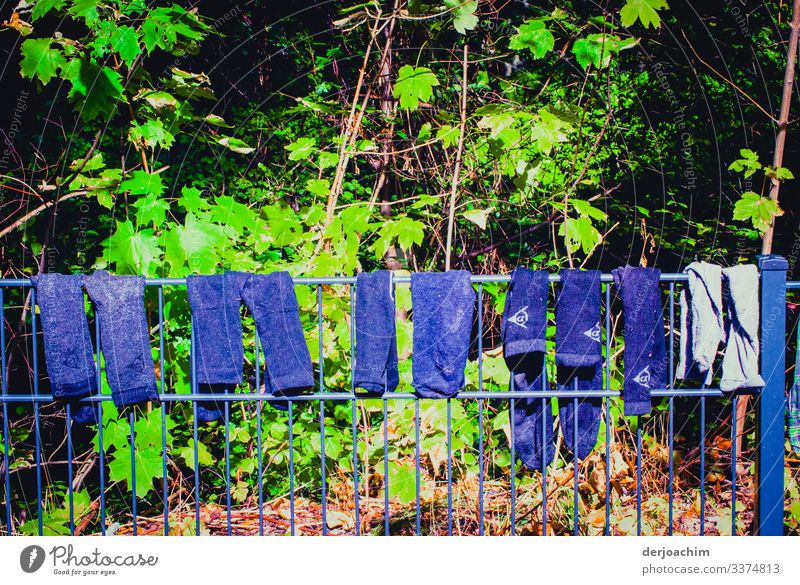 Waschtag in " Franken " Auf einem Zaun aufgehängt verschiedene blaue  Hosen zum Trocknen. Im Hintergrund Grüne Blätter. Design Gesundheitswesen Umwelt Sommer