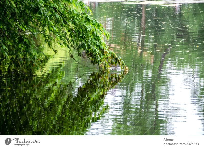 das Land hängt in den See Tag Menschenleer Außenaufnahme Farbfoto nachdenklich Einsamkeit Sehnsucht ruhig grün Baum see teich Wasser Reflexion & Spiegelung