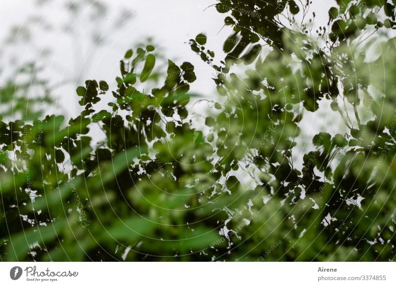 Blick in einen Baum umstandenen Weiher Reflexion & Spiegelung Kontrast Schatten Tag Menschenleer Gedeckte Farben Farbfoto Traurigkeit träumen Natur weiß grün