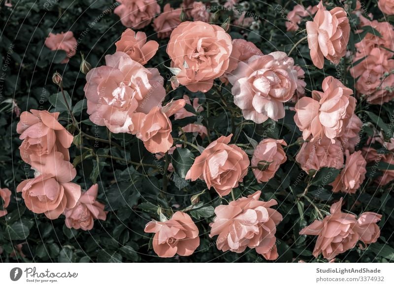 Pastellrosa Rosen im Garten Roséwein staubig-rosa Antiquität alt Blume Blumen retro altehrwürdig Gartenarbeit urban Natur Blütezeit Überstrahlung Blühend Sommer