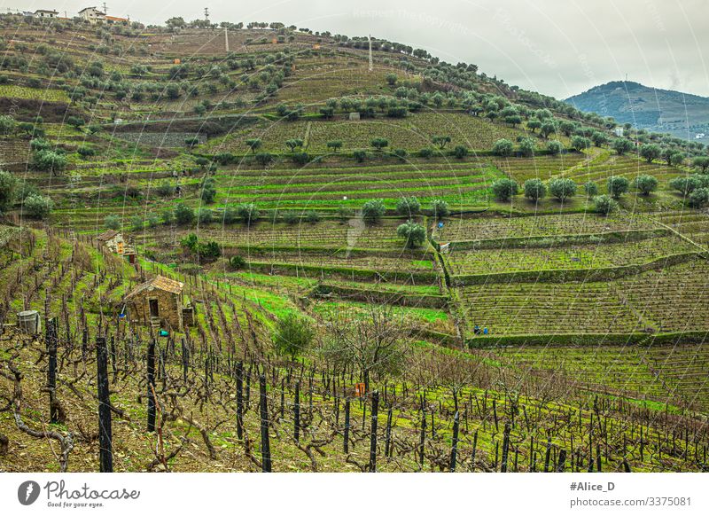 Grüne Hügellandschaft in der Region des Dourotals Portugal obere Ansicht abstrakt Ackerbau schön Land Landschaft Bodenbearbeitung Douro-Tal duero Umwelt Europa
