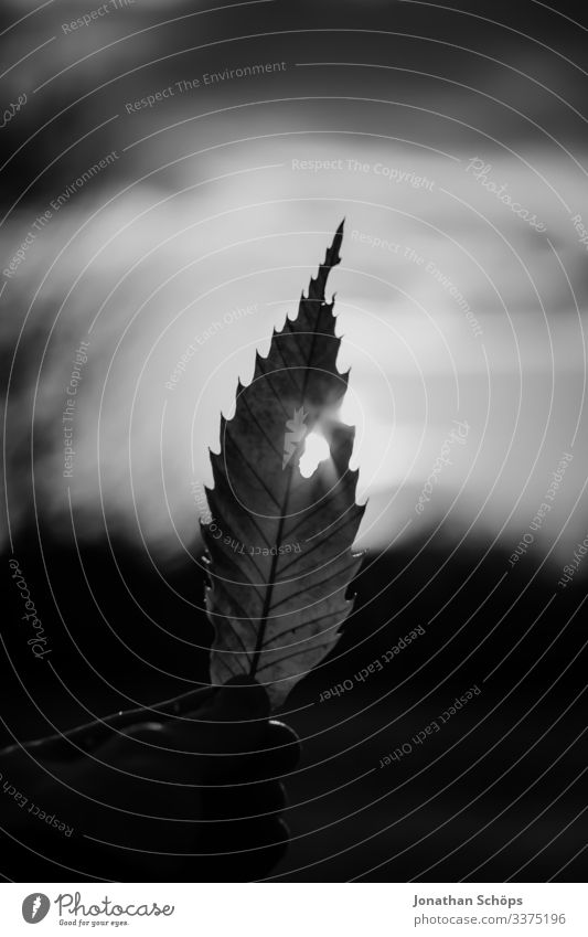 Blatt mit Loch im Gegenlicht minimalistisch schwarz Abstrakter schwarzer Hintergrund Herbst Schwarze Textur Hand Minimales Schwarz Minimalismus