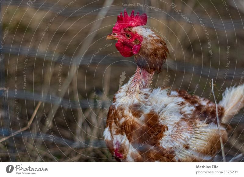 Gerupftes Huhn 1 Tier braun rot gerupft Feder Haushuhn Hahn gestört psychotisch Tierhaltung Viehhaltung Bauernhof Legebatterie Hühnerstall Geflügelfarm