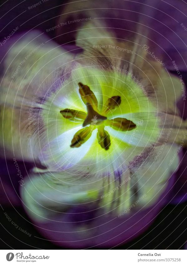 Frühlingsgefühle Natur Pflanze Blume Tulpe Blüte Garten violett Farbfoto Innenaufnahme Nahaufnahme Detailaufnahme Makroaufnahme Tag Kunstlicht