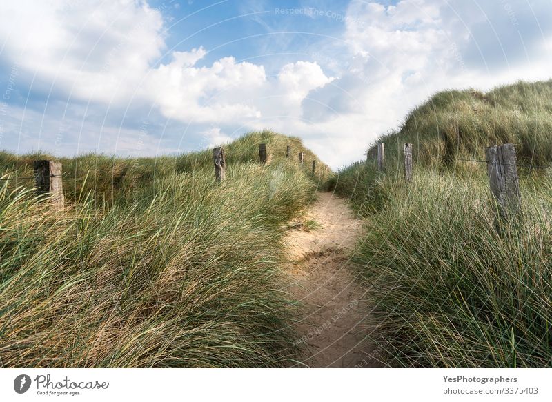 Allee durch hohes Gras auf einer Sanddüne auf Sylt Freiheit Sommer wandern Schönes Wetter Hügel Nordsee Wege & Pfade Optimismus Friesland Deutschland