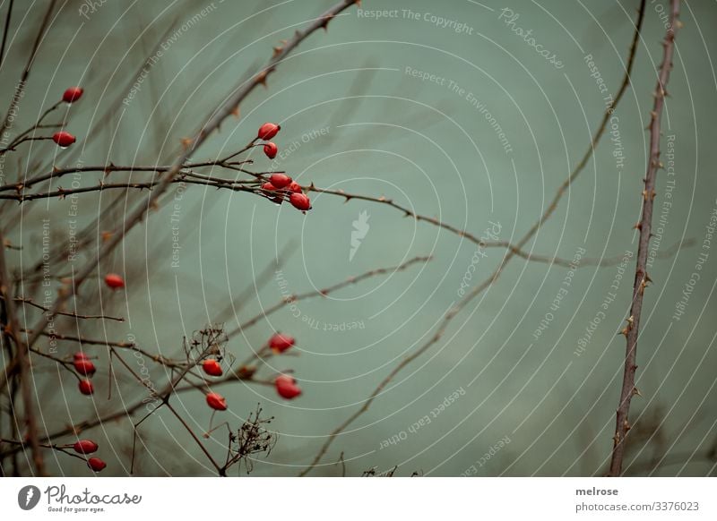 rote Beeren, Natur, Melancholie Lifestyle Stil Winter schlechtes Wetter Pflanze Baum Blatt Zweige u. Äste Wald Regen trist hängen Traurigkeit dunkel kalt nass