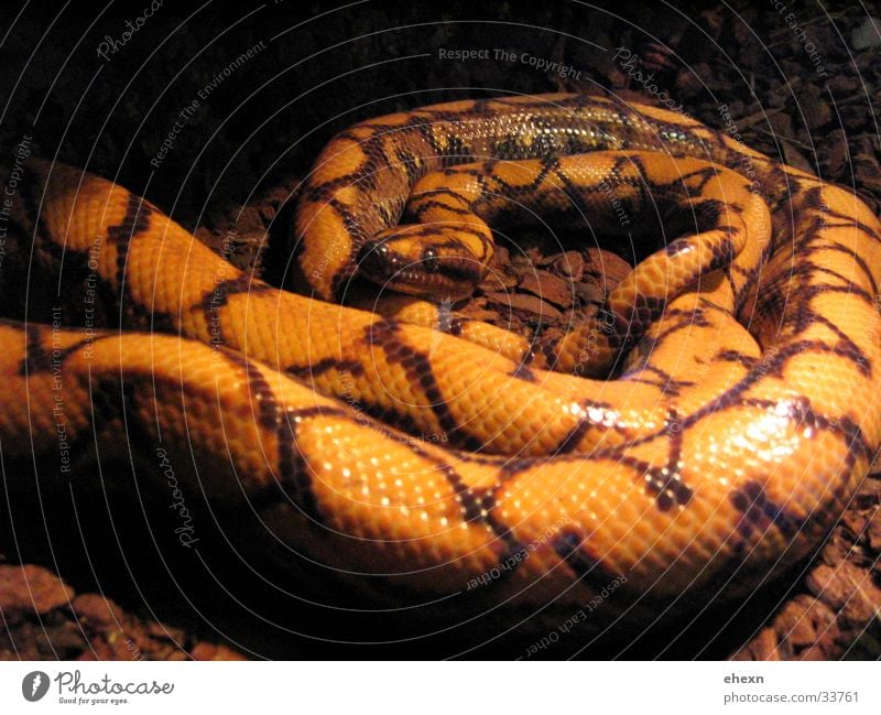 snakkker box dunkel Ekel schön Schlange weisse schlange snake geflekt :)
