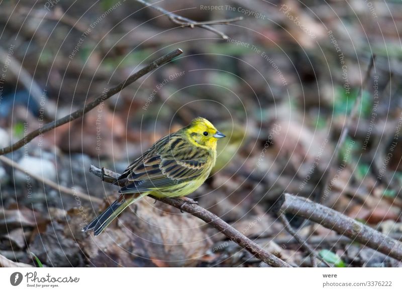 Yellowhammer looks for food on the forest floor Winter Natur Tier Vogel klein niedlich gelb Goldammer animal bird copy space cuddly cuddly soft feathers fly