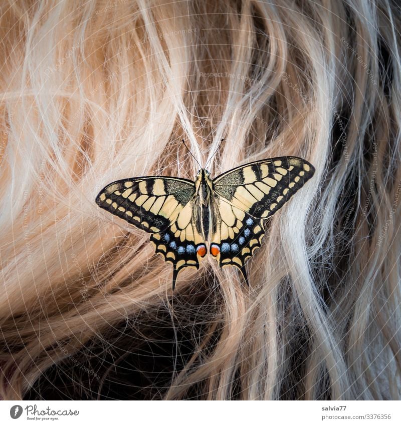blondes Haar mit Schmetterling Schwalbenschwanz Makroaufnahme Natur Haare & Frisuren Insekt Haarschmuck Blondine Tagfalter Papilio machaon schön Flügel