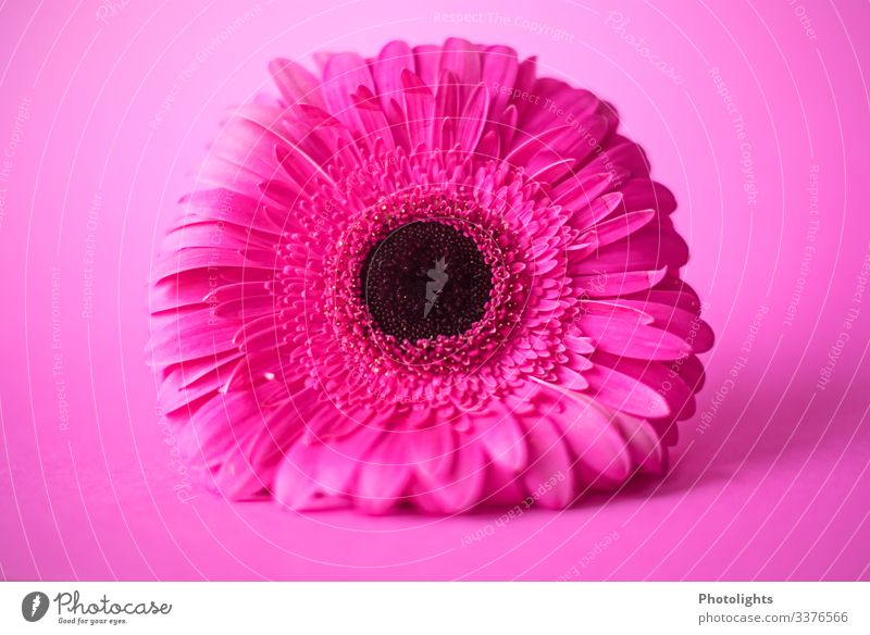 PINK auf PINK Natur Pflanze Blume Blüte Gerbera leuchten liegen außergewöhnlich Duft rosa schwarz Gefühle Stimmung Freude ästhetisch elegant Kunst Wachstum