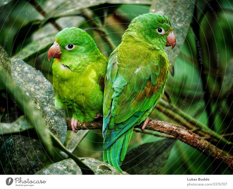 Papageien Pärchen sitzt nebeneinander auf einem Ast im Regenwald von Costa Rica pärchen Tropen Tier grün Baum Baumstamm Urlaub reisen Vogel zoom bunt
