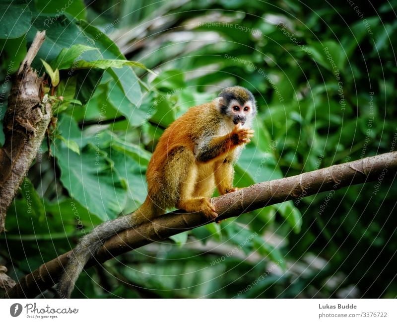 Totenkopfaffe sitzt auf einem Ast im Regenwald von Costa Rica totenkopfäffchen jungle Affe Tier Affen sitzen sitzend Fell orange Wald nass Wildnis Wildtier