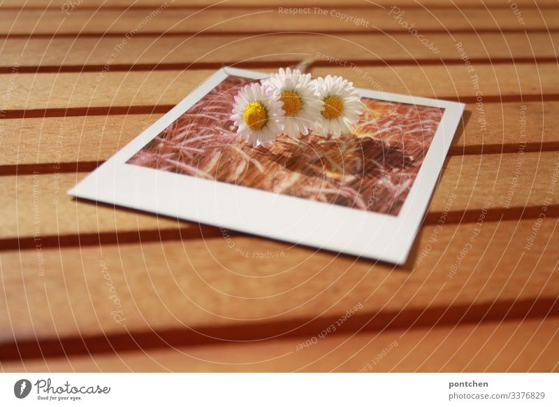 Drei Gänseblümchen liegen auf einem Polaroidfoto das ein Getreidefeld zeigt Gäbseblümchen polaroid bild im bild tisch Sommer frühling ähren Bild-im-Bild Tag