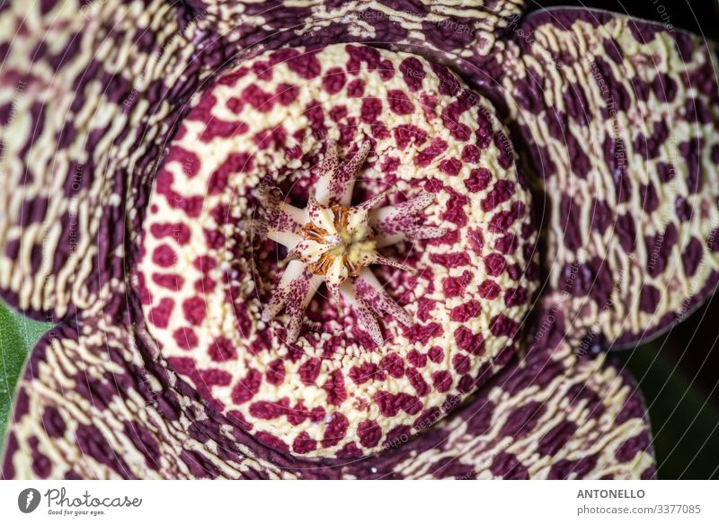 Nahaufnahme der Blüte der Sukkulenz von Stapelia pulchellus (Stapelia pulchellus) Frühling Pflanze Blume Kaktus Topfpflanze exotisch authentisch elegant schön
