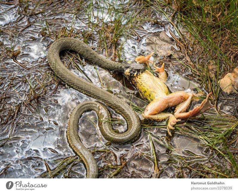 Eine Schlange hat einen Frosch erbeutet. Tier Wildtier Ringelnatter 2 fangen Fressen kämpfen Aggression Respekt Natur Natrix Teich Gewässer Jagd erbeuten