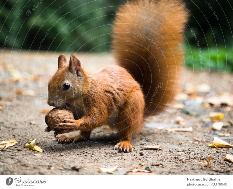 Ein Eichhörnchen hält eine Nuss in den Vorderpfoten. Walnuss Natur Herbst Park Tier Wildtier 1 Futter Hörnchen Nagetiere Schwanz Sciurus natürlich Fell braun