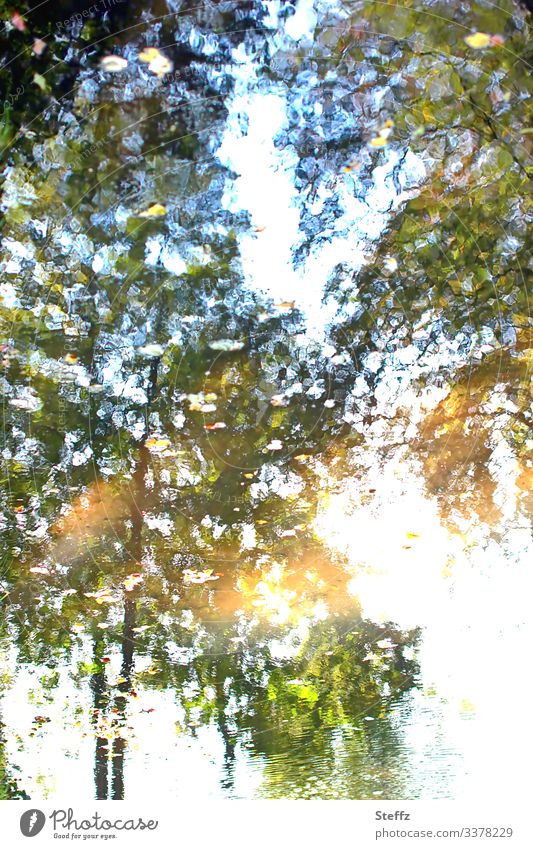 gelbes Sonnenlicht und mehrere Bäume spiegeln sich malerisch im Wasser Himmelspiegelung Lichtspiegelung Wasserspiegelung Licht und Schatten impressionistisch