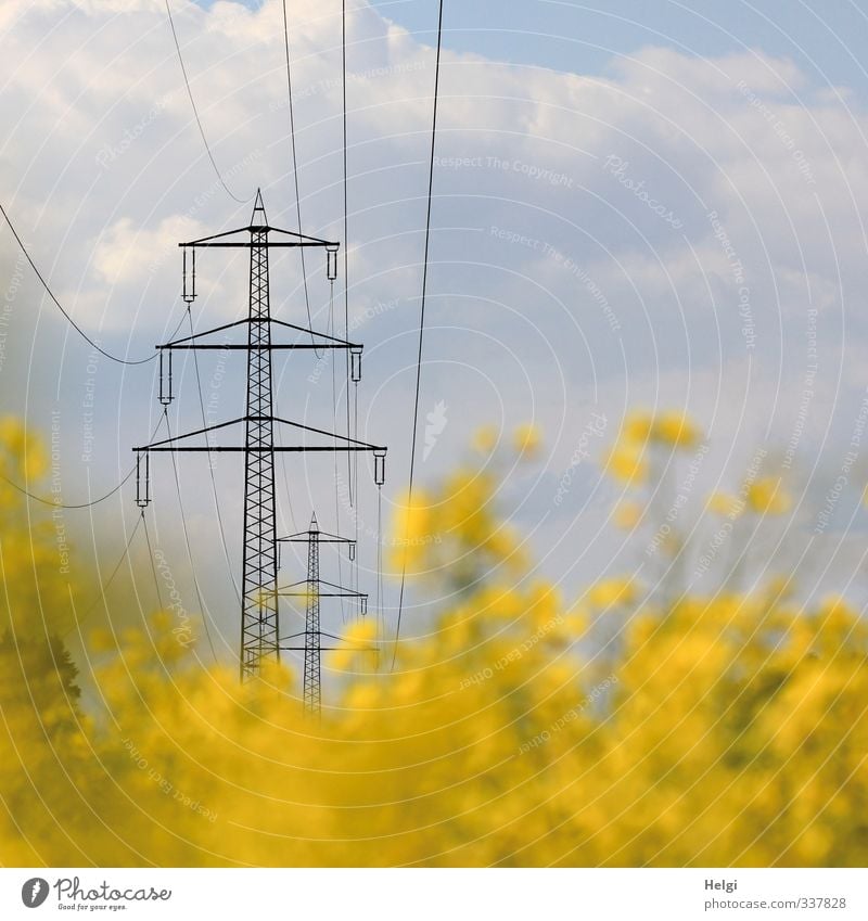 Strommasten vor wolkigem Himmel im blühenden Rapsfeld Energiewirtschaft Erneuerbare Energie Hochspannungsleitung Elektrizität Umwelt Natur Landschaft Pflanze