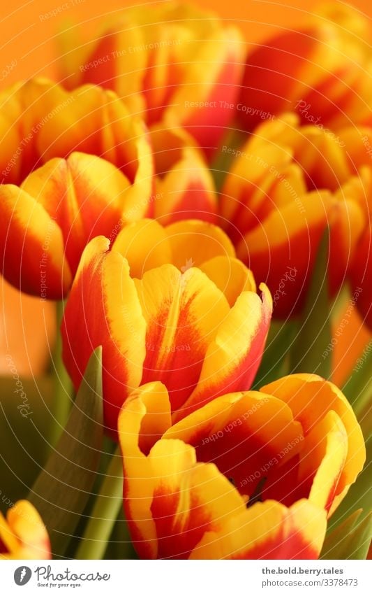 Tulpen rot-gelb Pflanze Frühling Blume Blüte Freundlichkeit Fröhlichkeit frisch schön grün Lebensfreude Frühlingsgefühle Optimismus Farbe Freude Farbfoto