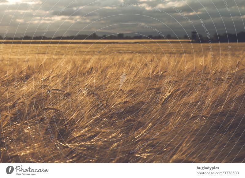 Gerstenfeld kurz vor einem Gewitter mit dunklem Himmel und Sonnenstrahlen von links. Das Korn leuchtet dadurch golden. Natur Landschaft Pflanze Wolken
