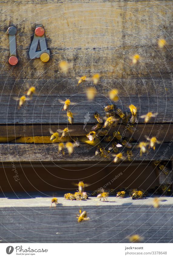 14 | abgehoben Imkerei Bienenstock Honigbiene Schwarm Holz fliegen authentisch klein viele Bewegung Leben Schwärmerei Sozialstruktur Schweben Schlitz Summen