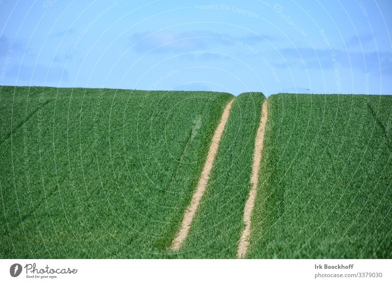 Spuren auf einem Feld Traktorspur Frühling Getreide Himmel Landwirtschaft grün Farbfoto Natur Pflanze Sommer Außenaufnahme Landschaft Wolken Ackerbau Horizont