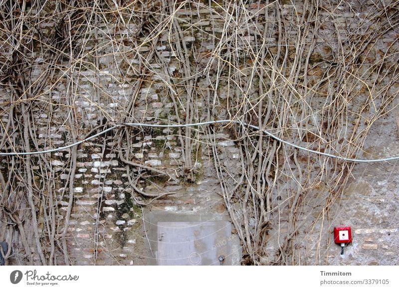 Diverse Lebensadern Pflanzen Zweige Äste Triebe Natur verzweigt eng Kabel Notfallknopf Mauer Wand ziegelsteinmauer alt trist Metalltür Menschenleer kahl