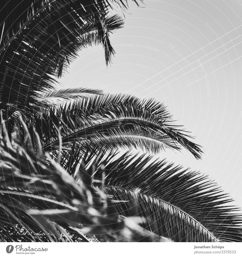 Minimale schwarze Textur im Hintergrund mit Palmenblättern Abstrakter schwarzer Hintergrund Schwarze Textur Minimales Schwarz Minimalismus