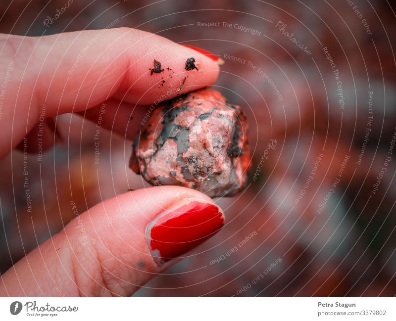 feminin Frau Erwachsene Finger Umwelt Natur Erde Herbst Wald berühren entdecken festhalten dreckig natürlich braun orange rot achtsam einzigartig Erholung Stein