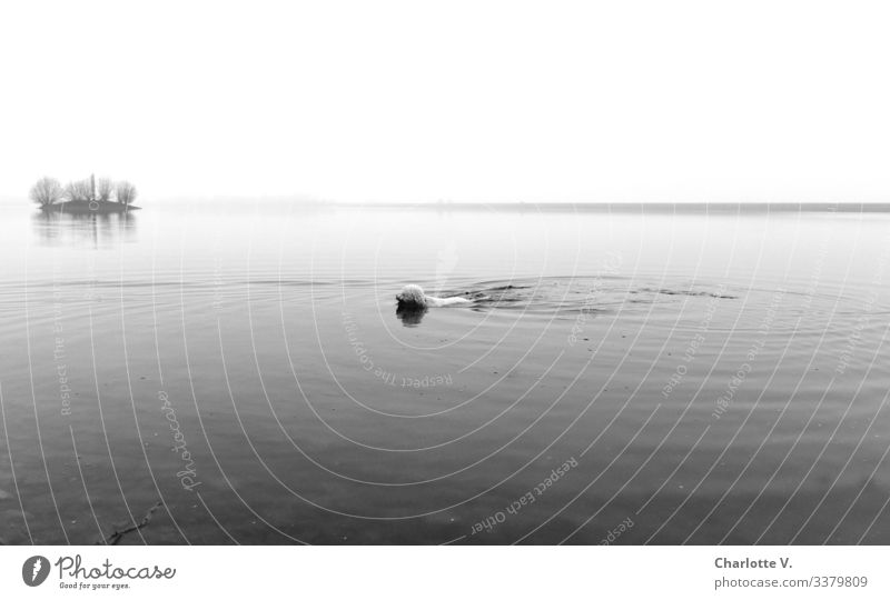 Seehund | Schwimmender Hund im See. Kleine Insel im Hintergrund. Schlechtes Wetter. Winter schlechtes Wetter Ruhe Horizont Schwarzweißfoto Schwimmen & Baden