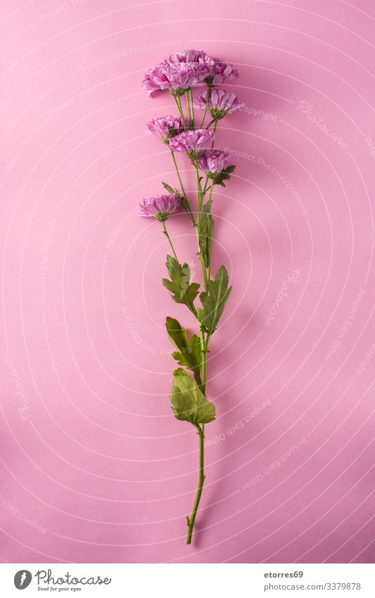 Violette Chrysantheme und Blütenblätter auf violettem Hintergrund schön Schönheit Blütezeit Überstrahlung Blumenstrauß Ast Blütenknospen Kirsche Gänseblümchen