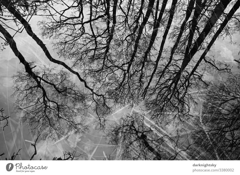 Quercus robur Eichen spiegeln sich in einem Gewässer mit Grashalmen im Moor Natur Wald Winter Umwelt Außenaufnahme Gräser Spiegelung Spiegelung im Wasser Bäume