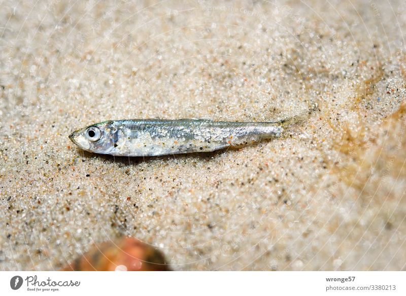 Kleiner Fisch liegt auf dem Sandstrand Strand Tot trocken Strandgut Außenaufnahme Menschenleer Farbfoto Küste Meer Angespült Nahaufnahme liegen Natur