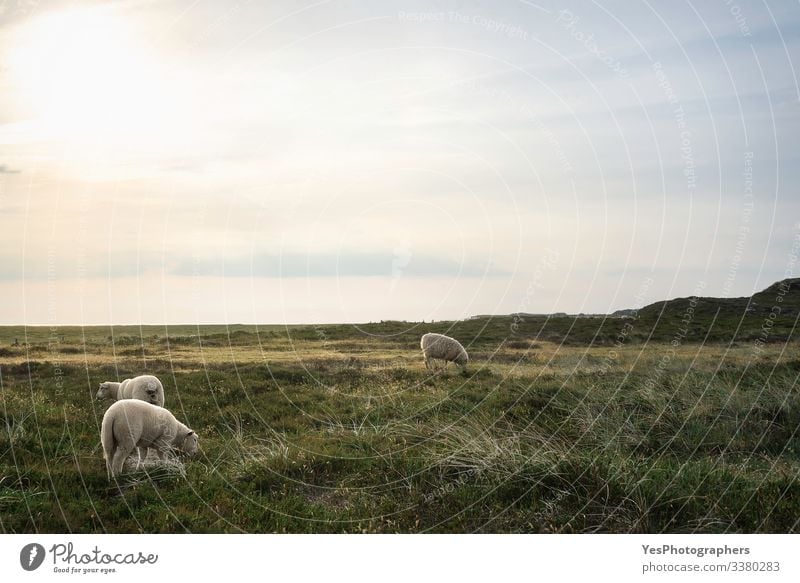 Weiße Friesenschafe weiden auf einer Wiese auf der Insel Sylt Sommer Natur Schönes Wetter Gras Moos Küste Nordsee Nutztier 3 Tier Fressen stehen