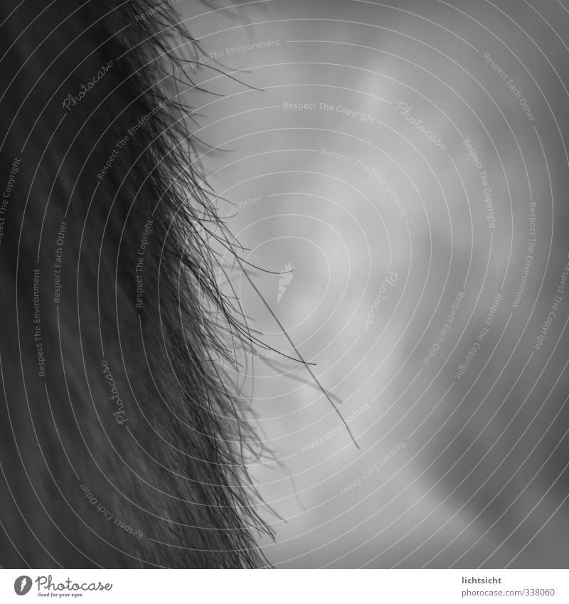 Pferd (Flohperspektive) Natur Tier Haustier Fell schwarz Haarfarbe Fellfarbe Fellpflege Makroaufnahme Schwarzweißfoto schwarzhaarig Wachstum Haare & Frisuren