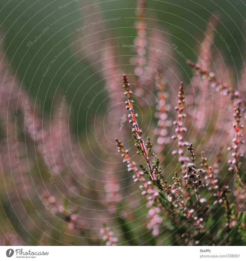 Heidestimmung heimisch romantisch nordische Romantik heimische Pflanzen heimische Wildpflanze Bergheide blühende Wildpflanzen Sträucher Calluna