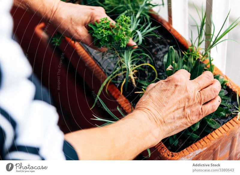 Alte Frau beim Gärtnern auf dem Balkon Gartenarbeit Pflege Senior Hobby heimwärts Pflanze kultivieren professionell Beruf Wachstum Flora Blume Vergnügen alt