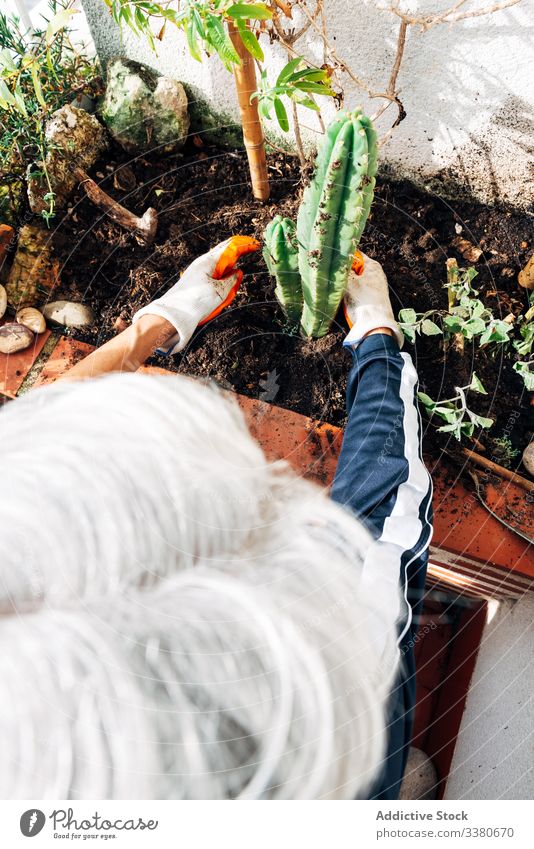 Gesichtslose Gärtnerin kümmert sich um Pflanzen im Garten Pflege Frau Handschuh Harke Kaktus Botanik Topf wachsen Hobby Blumentopf geblümt Wasser grün Umwelt