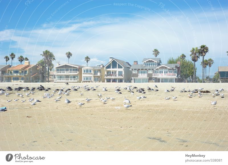 Long Beach Kalifornien Umwelt Natur Landschaft Pflanze Tier Sand Luft Himmel Wolken Sonnenlicht Sommer Schönes Wetter Wärme Baum exotisch Palme Küste Strand