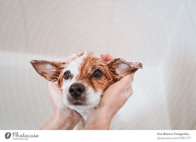 süßer reizender kleiner Hund, nass in der Badewanne, sauberer Hund. Frau, die ihren Hund wäscht. Haustiere im Haus jack russell Dusche Sauberkeit niedlich