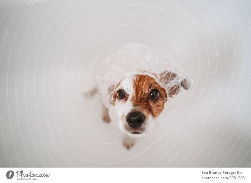 süßer reizender kleiner Hund, nass in der Badewanne, sauberer Hund mit lustiger Duschhaube auf dem Kopf. Haustiere im Haus Duschbecher jack russell Dusche