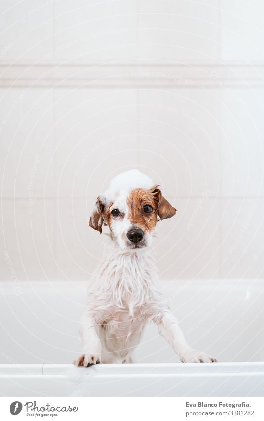 süßer reizender kleiner Hund, nass in der Badewanne, sauberer Hund mit lustiger Schaumseife auf dem Kopf. Haustiere im Haus jack russell Dusche Sauberkeit