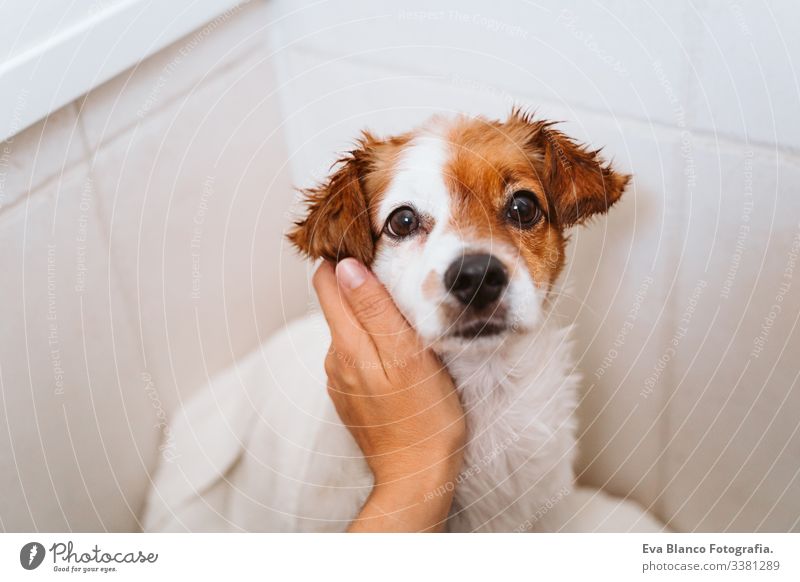 junge Frau, die ihren süßen kleinen Jack-Russell-Hund mit Handtuch zu Hause trocknet trocknen jack russell Bad Dusche Sauberkeit niedlich heimwärts