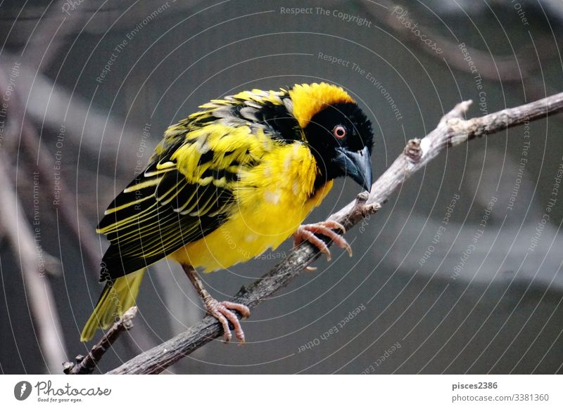 Dorfweberin auf dem Ast sitzend überblicken Natur gelb Tier cucullatus wild Tierwelt Vogel Fauna Lebensraum schwarz eine männlich Single Afrika bunt Zoo