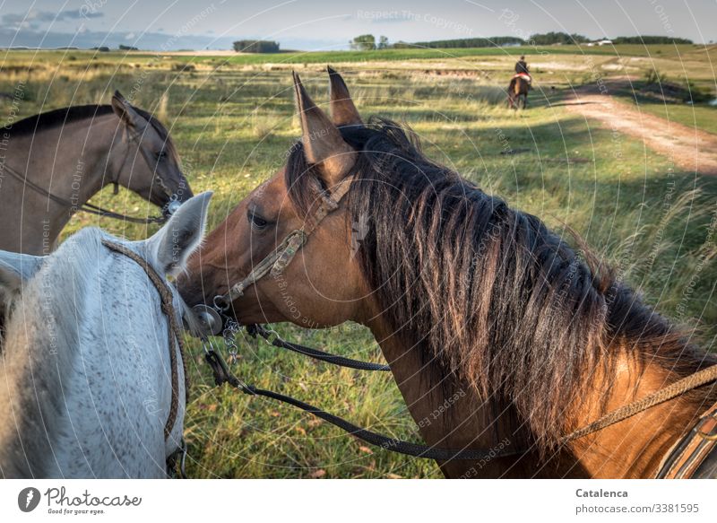 Drei Pferdeköpfe die aus dem Blickwinkel des Reiters fotografiert wurden Tierporträt Starke Tiefenschärfe Tag Außenaufnahme mehrfarbig Farbfoto Nostalgie Natur