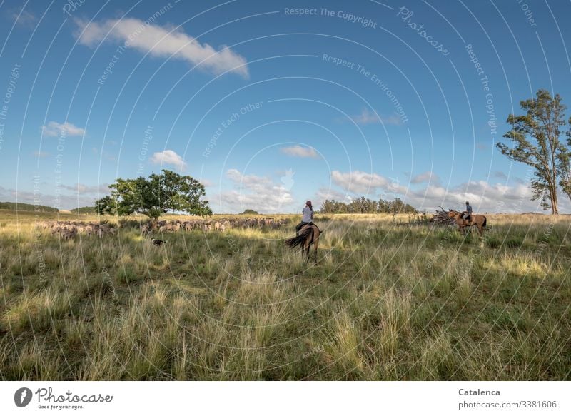 Zwei Reiter treiben eine Schafherde durch weites Land, hohes Gras, Eukalytusbäume, blauer Himmel sind zu sehen. Zentralperspektive Tierporträt Herde Wiese