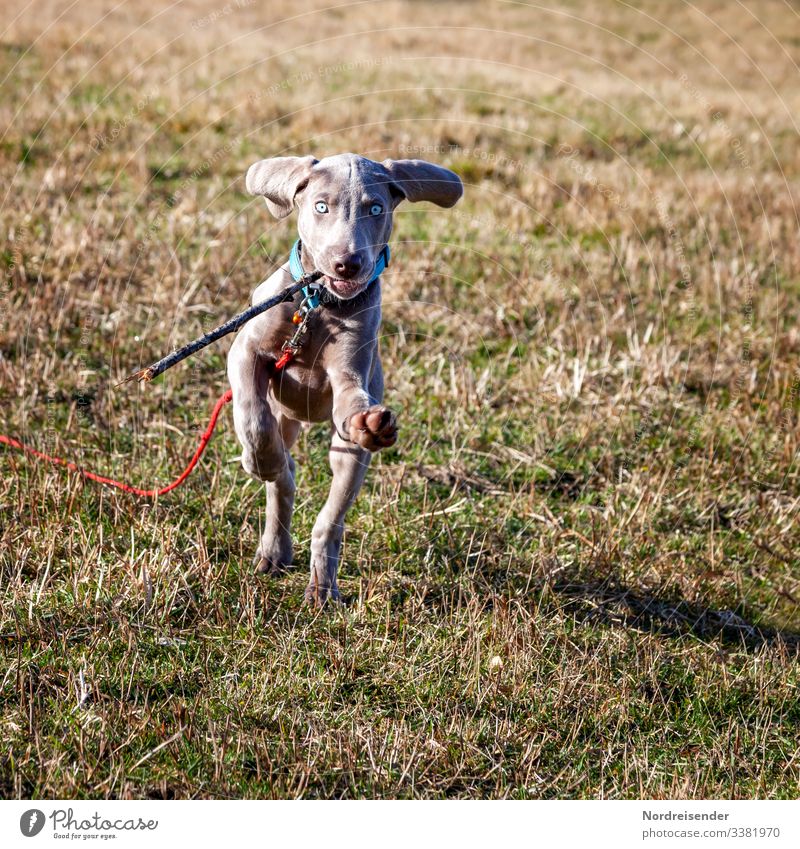 Jagdhund Ben Freizeit & Hobby Spielen Natur Erde Schönes Wetter Gras Wiese Tier Haustier Hund Fitness laufen rennen springen Fröhlichkeit schön klein Neugier