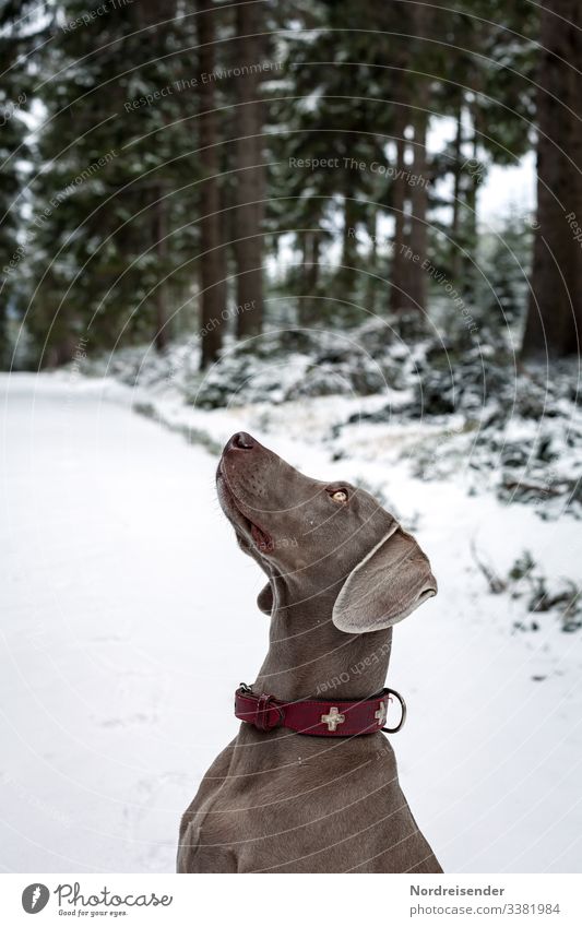 Weimaraner Jagdhund in einer skurrilen Pose im Winterwald jagd weimaraner jagdhund hundezucht tier freund bester freund hundeblick unwiderstehlich winter