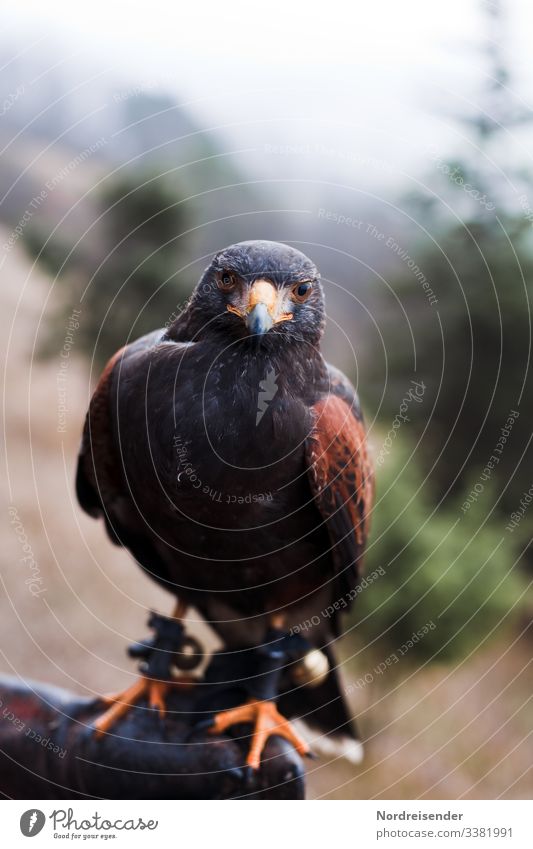 Wüstenbussard, Harris’s Hawk, auf der Hand eines Falkners Beizjagd Jagd jagen Greifvogel Raubvogel Federn Kralle Handschuh Natur Hobby Textfreiraum Tier
